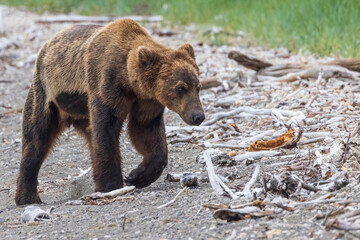 Obraz premium A wild coastal brown bear catching fish in the river in Katmai National Park (Alaska).