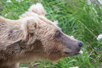 A wild coastal brown bear catching fish in the river in Katmai National Park (Alaska).