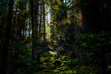Obraz premium Forest Sweden