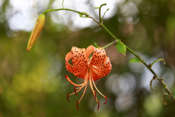 Close-up photo of a tiger lily or Lilium lancifolium.