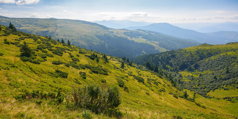 carpathian mountain range in summer. landscape with forested hills and grassy meadows rolling down in to the valley. travel ukraine
