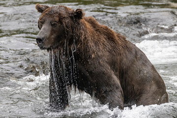 Fototapeta na wymiar A wild coastal brown bear catching fish in the river in Katmai National Park (Alaska).