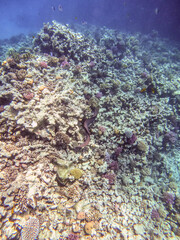 Fototapeta na wymiar Moray Eel (Gymnothorax Nudivome) hunting on coral reef in the Red Sea, Egypt..