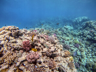 Underwater life of reef with corals and tropical fish. Coral Reef at the Red Sea, Egypt.