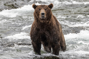 Fototapeta na wymiar A wild coastal brown bear catching fish in the river in Katmai National Park (Alaska).