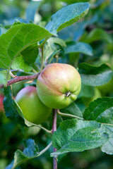 Shiny delicious green apples on a branch ready to be harvested in an apple orchard..