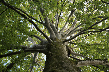 Fototapeta premium Arbre Président Arbois