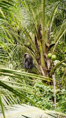 amazing animals of sri lanka. monkeys, crocodiles, montion lizards, snake, elephants, birds,...