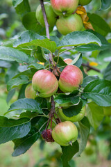 Shiny delicious green apples on a branch ready to be harvested in an apple orchard..