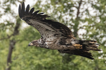 A wild juvenile bald eagle in Katmai National Park near Brooks Falls (Alaska). 