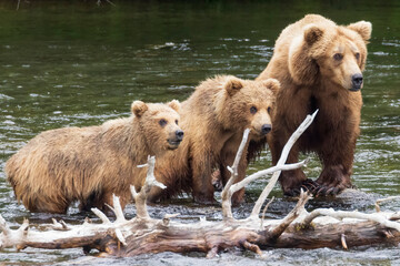Fototapeta premium Wild coastal brown bear catching fish in the river by Brooks Falls in Katmai National Park (Alaska). 