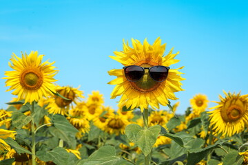 A sunflower in a field with sunglasses on a blue sky background. Smiley face with dark glasses