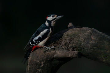 Great Spotted Woodpecker ( Dendrocopos major) on a branch in the forest of Noord Brabant in the Netherlands. Dark background.                                 
