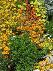 春の花壇に美しく咲き誇る、オレンジ色、黄色、赤が鮮やかなジニアの花