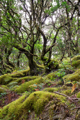 La Gomera Rainforest Garajonay Canary islands