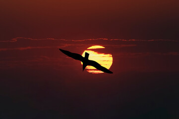 Seagull silhouette. Sunset in the background