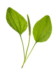 Broadleaf plantain © Scisetti Alfio