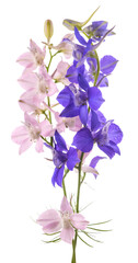 Obraz na płótnie Canvas Larkspur flowers