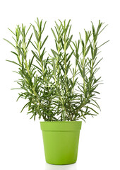 Rosemary plant in vase