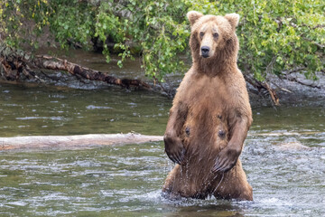 Fototapeta na wymiar Wild coastal brown bear catching fish in the river by Brooks Falls in Katmai National Park (Alaska). 
