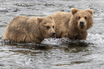 Fototapeta premium Wild coastal brown bear catching fish in the river by Brooks Falls in Katmai National Park (Alaska). 