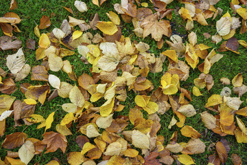 Verschiedene Herbstblätter in Wiese Aufsicht