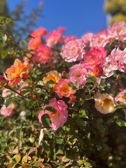beautiful pink garden roses, roses bush