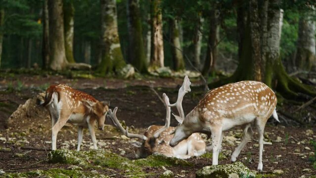 Fallow deer in natural environment. Female and male. Deer Dama dama. Vision Park in Auberive region, France. Slow motion