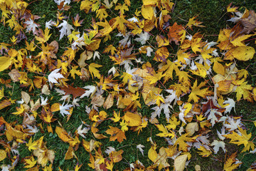 Verschiedene Herbstblätter in Wiese Aufsicht