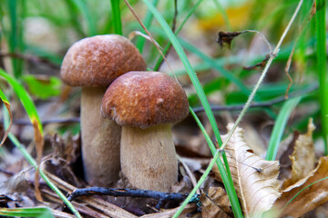 Mushroom family of boletus mushroom in the wild. Porcini mushroom grows on the forest floor at autumn season..