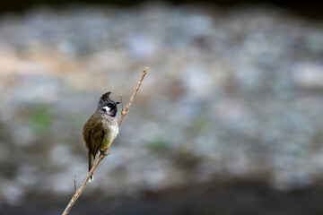 Himalayan bulbul or white cheeked bulbul or Pycnonotus leucogenys bird closeup perched on branch at dhikala jim corbett national park uttarakhand india asia