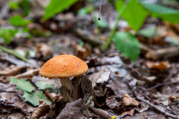 Single red boletus mushroom in the wild. Red boletus mushroom grows on the forest floor at autumn season..