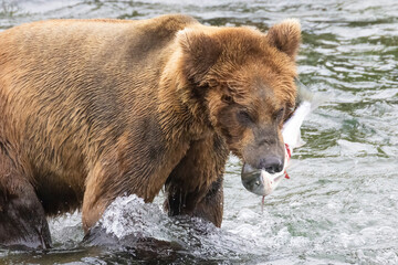 Wild coastal brown bear catching fish in the river by Brooks Falls in Katmai National Park (Alaska). 