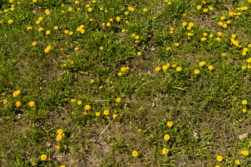Grass and dandelions background. Blooming yellow dandelions.