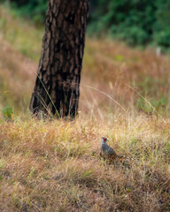 cheer pheasant or Catreus wallichii or Wallich's pheasant bird in winter migration in grassy steep natural habitat at foothills of himalaya forest uttarakhand india asia