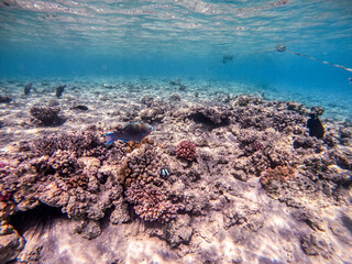 Naklejka na ściany i meble Close up view of Hipposcarus longiceps or Longnose Parrotfish (Hipposcarus Harid) at coral reef..