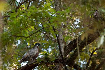 koklass pheasant or Pucrasia macrolopha portrait a high altitude bird in natural green background perched on tree at foothills of himalaya during winter wildlife excursion at uttarakhand india asia