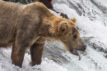 Wild coastal brown bear catching fish in the river by Brooks Falls in Katmai National Park (Alaska). 