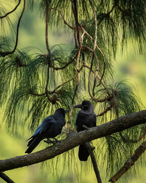 Large Billed Crow Or Jungle Crow Or Corvus Macrorhynchos In Natural Green Background In Higher Altitude Manila Hill Forest India