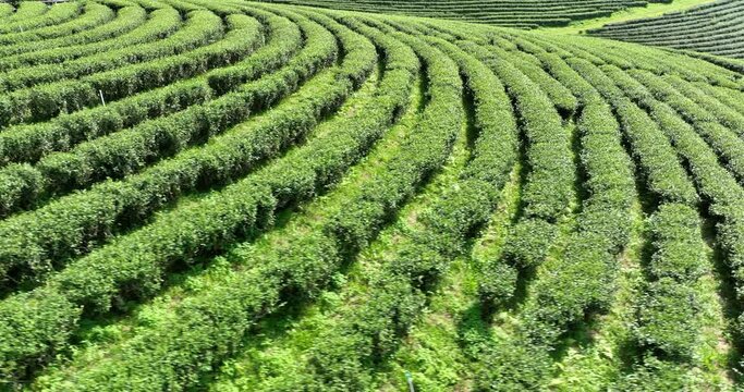 green tea plantation terrace at chiang rai thailand camera moving from drone, footage 4k video
