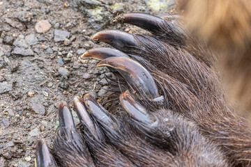 Close up of the claws of a coastal brown bear in Katmai National Park. © Patrick