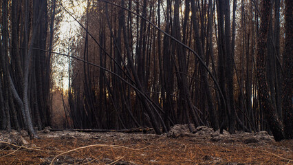 Forêt de pins calcinée après le passage des méga-feux de l'été 2022, à proximité de Belin-Beliet, en Gironde