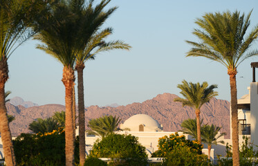 Fototapeta premium Landscape from Egypt with palm trees in foreground against dry rocky mountains in background. View from Sharm el Sheikh during a sunny morning.