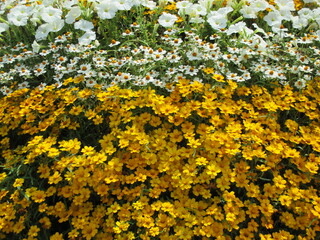 春の花壇に美しく咲き誇る、オレンジ色や白が鮮やかなジニアの花