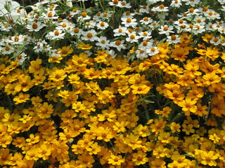 Obraz premium 春の花壇に美しく咲き誇る、オレンジ色や白が鮮やかなジニアの花