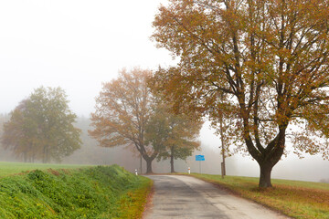 Foggy autumn morning. Autumn landscape.