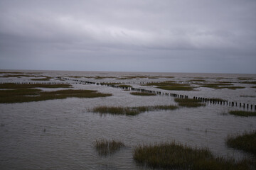 Die Vielfalt der Nordsee