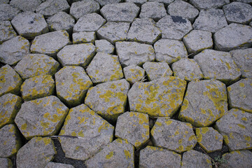 Die Vielfalt der Nordsee
