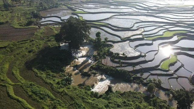 Glistening Waters On The Rice Terraces Fields With Irrigation In Summer In Tema Tana Sumba Regency, Indonesia. - aerial