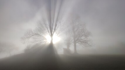 lightrays of a tree in the fog with sun in the background